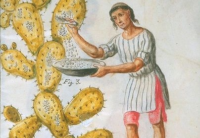 Farben aus der neuen Welt:&nbsp;Cochenille